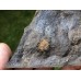 Stromatocystites pentagularis
